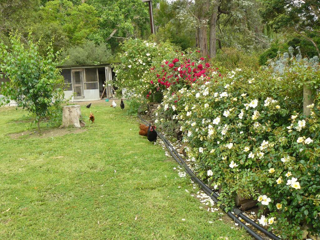 Camawald Coonawarra Cottage B&B Zimmer foto